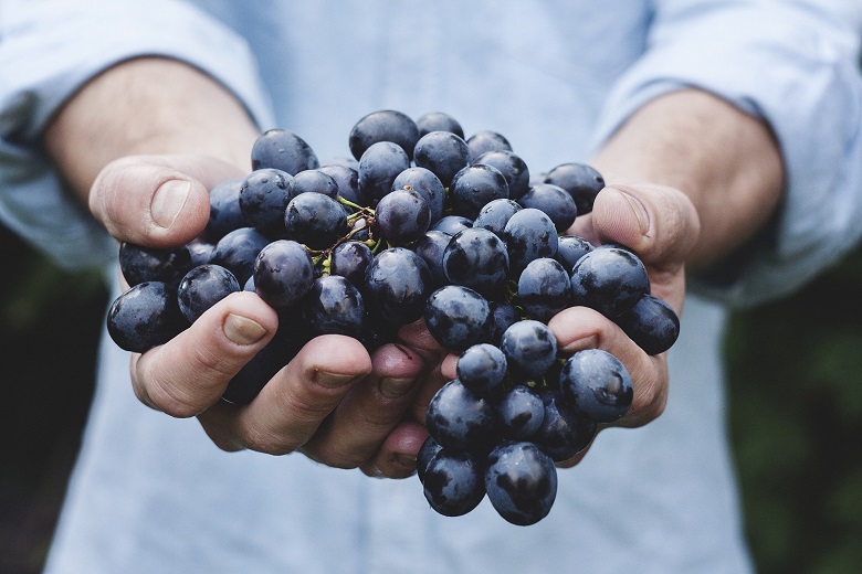 Weintrauben sind oftmals stark mit Pestiziden belastet und sollten in Bio-Qualität gekauft werden.