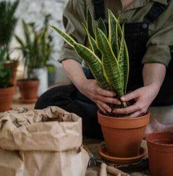 Blühendes Zuhause: Balkon-Gardening