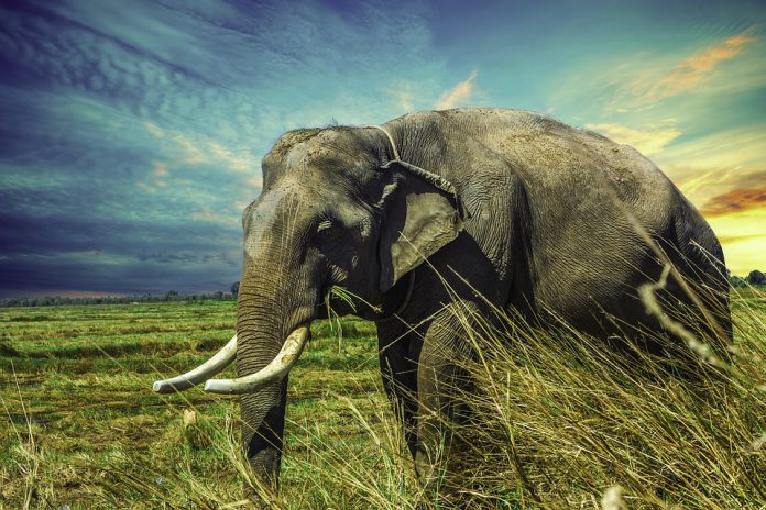 Elefantastisch: 7 interessante Fakten über Elefanten
