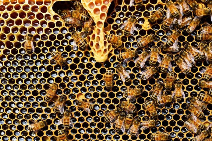 Warum ist Honig eigentlich nicht vegan? Das fragen sich viele Verbraucher ...