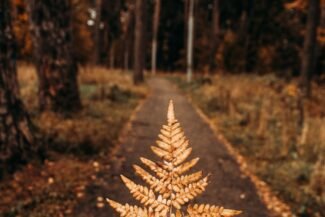 9 coole Ideen für ein veganes Herbstwochenende …