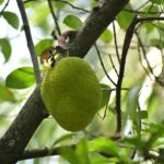 Jackfruit