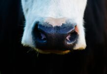 Rebellin findet neues Zuhause – Kuh „Mücke“ entkommt dem Schlachthof