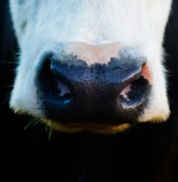 Rebellin findet neues Zuhause – Kuh „Mücke“ entkommt dem Schlachthof