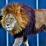 Vorurteils-Check-6-Löwe