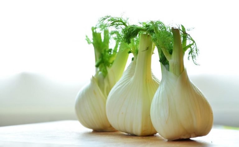 Warenkunde: Fenchel. Viel mehr als nur Magentee Warenkunde: Fenchel. Viel mehr als nur Magentee