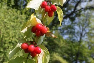 Heimisches Superfood