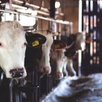 cattle-cow-cowshed-69170-min (1)