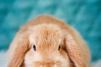 Frohe Ostern! Wie die Feiertage schön werden