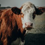michael-oeser-K8bXGdNiE5w-unsplash