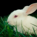 tierversuche